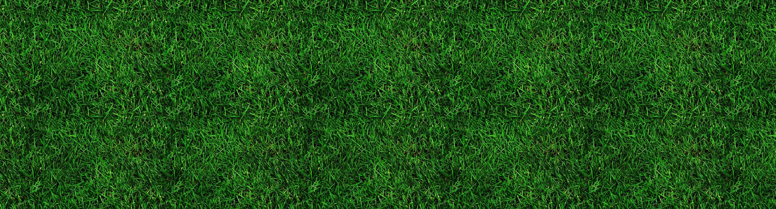 Eine Nahaufnahme von üppigen, grünen Grashalmen, die den Boden bedecken und einen dichten und lebendigen natürlichen Teppich bilden.